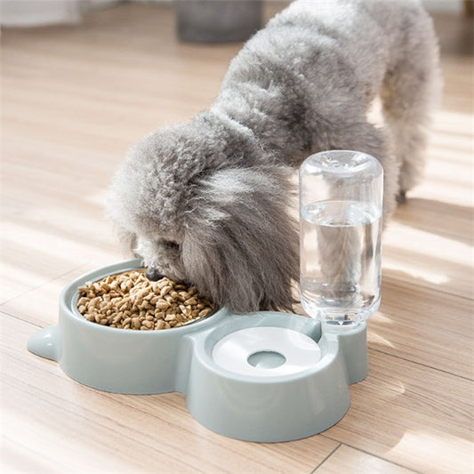 Small dog eating from automatic pet feeder with water dispenser

